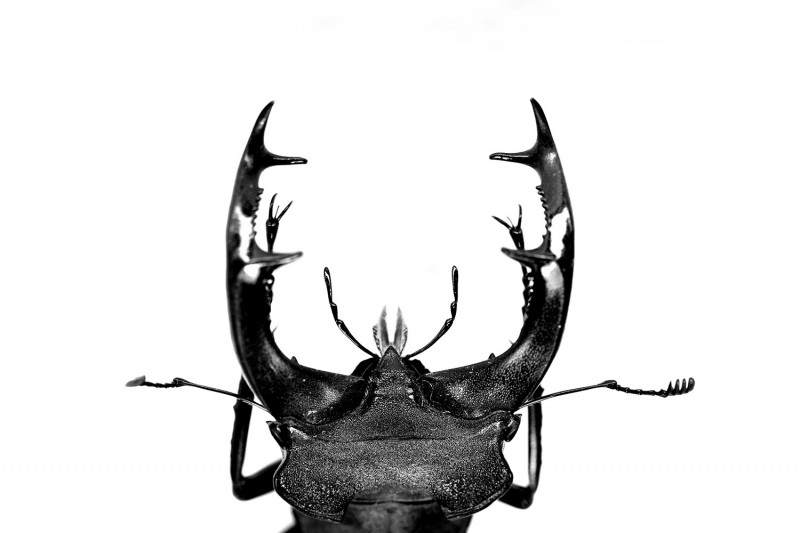 LUCANUS CERVUS
Stag beetle