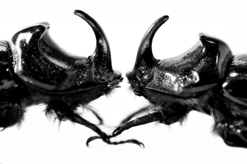 ORYCTES NASICORNIS
Rhinoceros beetle