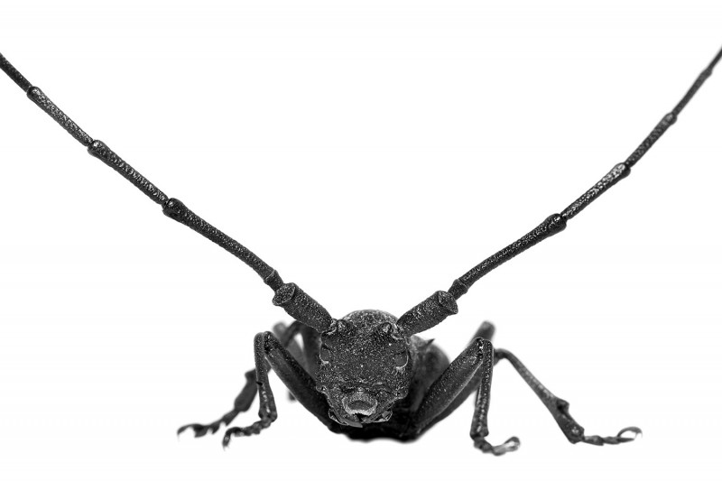 MORIMUS ASPER
Longhorn beetle