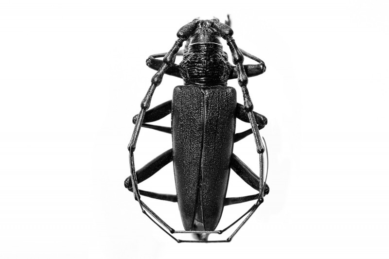 CERAMBYX CERDO

Great capricorn beetle