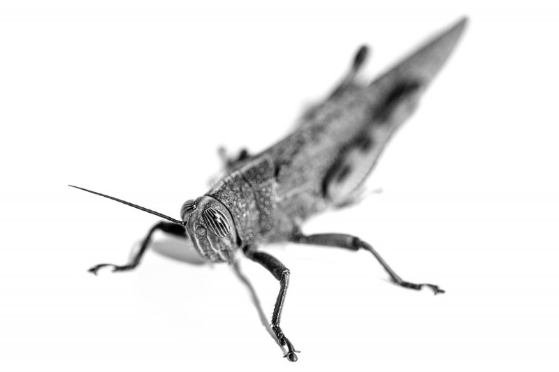 ANACRIDIUM AEGYPTIUM

Egyptian grasshopper