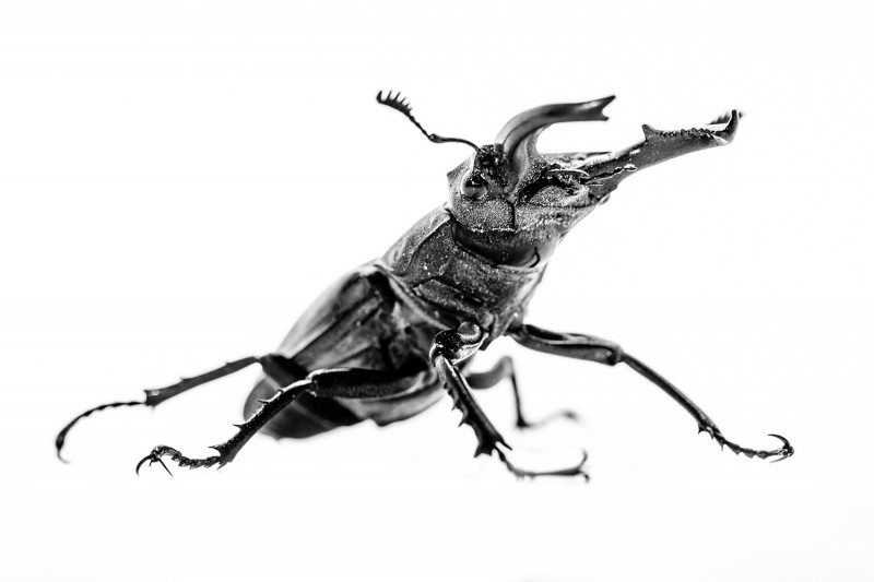 LUCANUS TETRAODON

Southern stag beetle