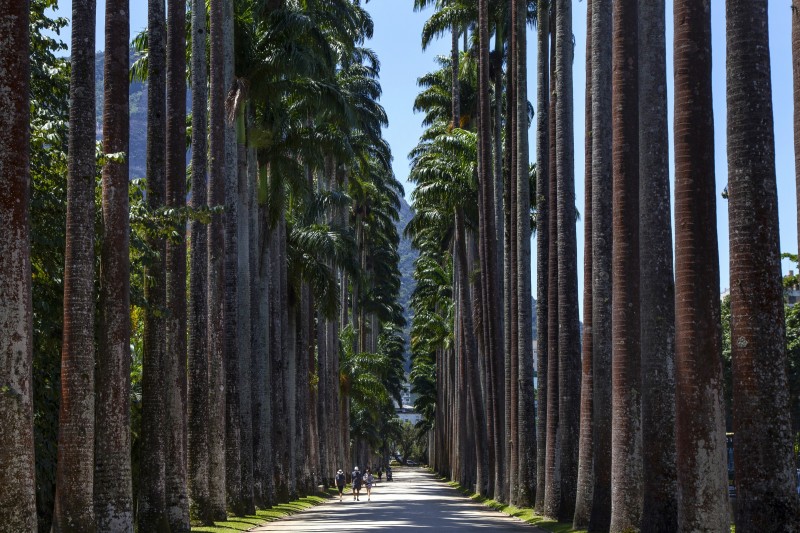 Avenue of imperial palms.The Rio Botanical Garden covers over 140 hectares and was built in 1808 by John VI, king of Portugal and Brazil. In 1992 was named “UNESCO Biosphere Reserve”. 